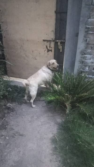 Labra asult pair male female for sale