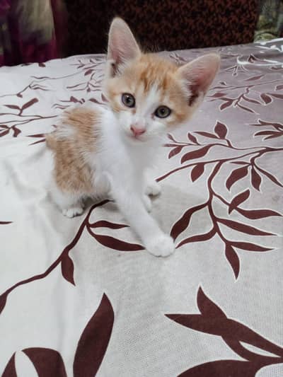 free Persian cat