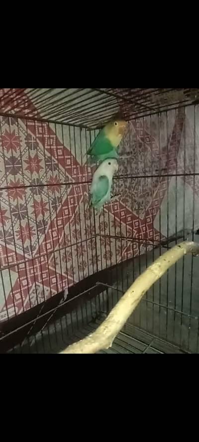 lovebirds breeder pair available for sale