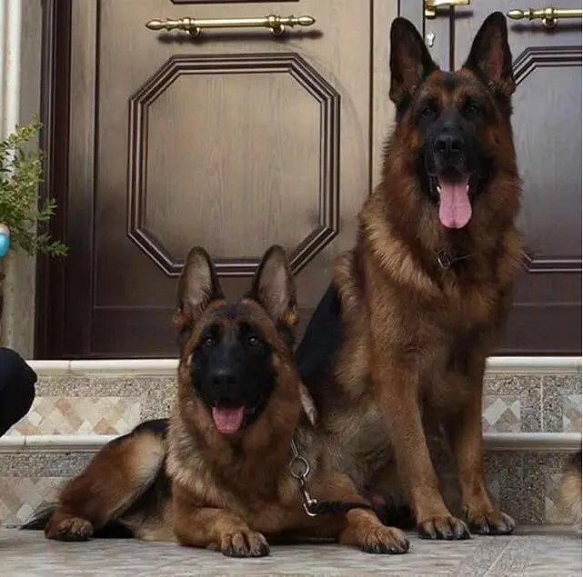 GERMAN SHEPHERD PUPPIES ARE AVAILABLE FOR SALE ONLY FAMILYS — photo 2
