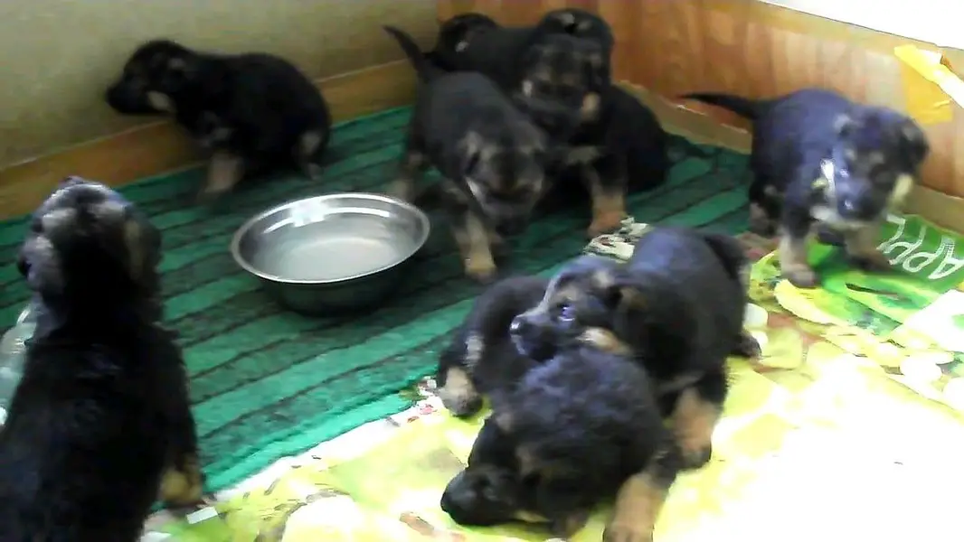 GERMAN SHEPHERD PUPPIES ARE AVAILABLE FOR SALE ONLY FAMILYS — photo 3