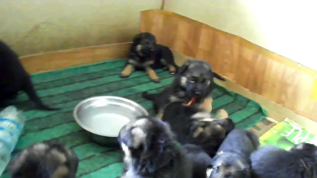 GERMAN SHEPHERD PUPPIES ARE AVAILABLE FOR SALE ONLY FAMILYS — photo 4