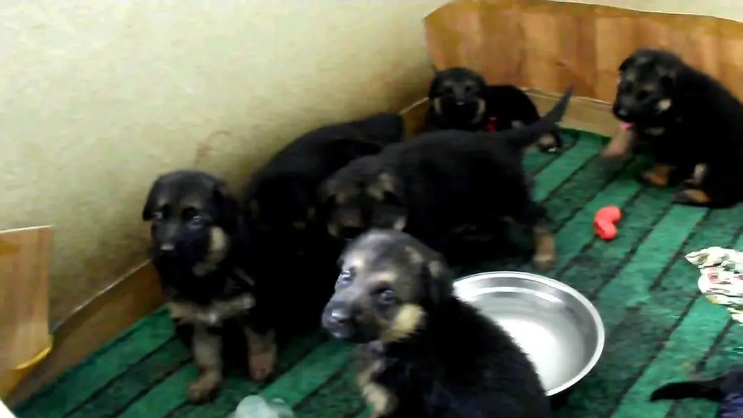 GERMAN SHEPHERD PUPPIES ARE AVAILABLE FOR SALE ONLY FAMILYS — photo 5