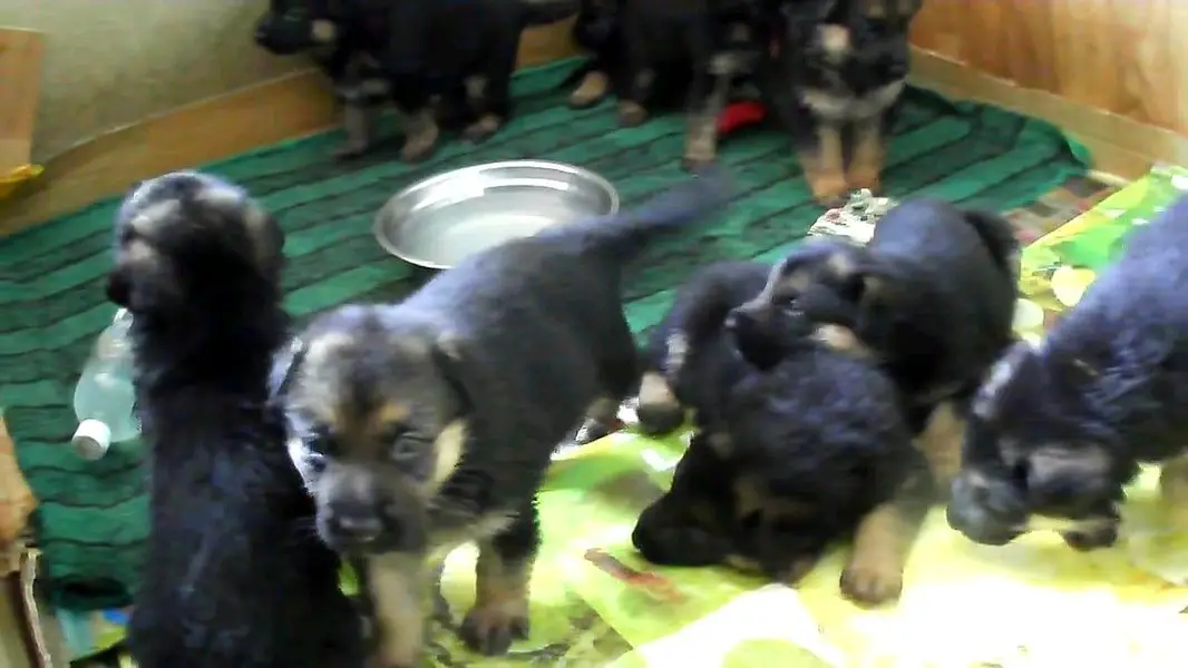 GERMAN SHEPHERD PUPPIES ARE AVAILABLE FOR SALE ONLY FAMILYS — photo 6
