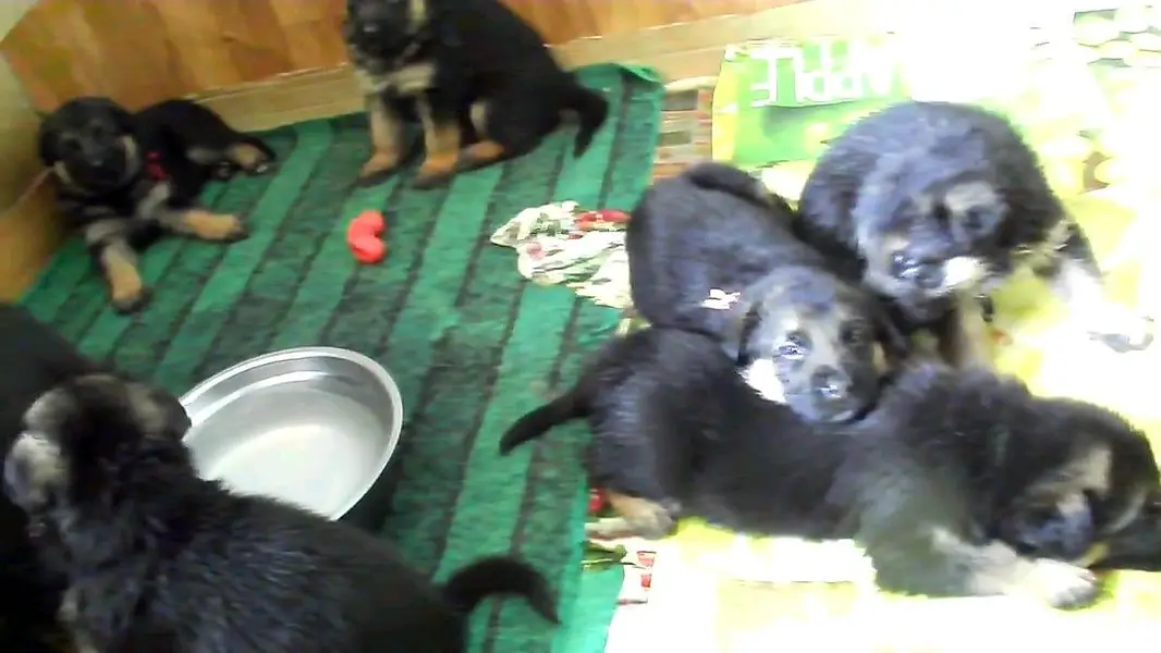 GERMAN SHEPHERD PUPPIES ARE AVAILABLE FOR SALE ONLY FAMILYS — photo 7