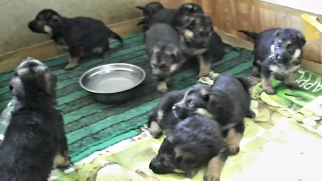 GERMAN SHEPHERD PUPPIES ARE AVAILABLE FOR SALE ONLY FAMILYS — photo 8