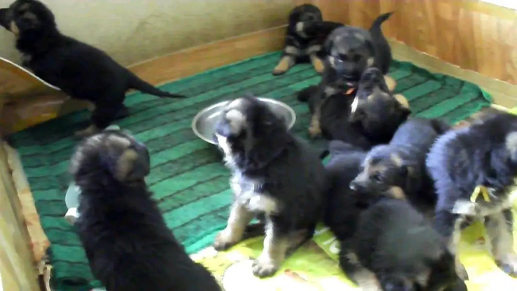 GERMAN SHEPHERD PUPPIES ARE AVAILABLE FOR SALE ONLY FAMILYS — photo 9