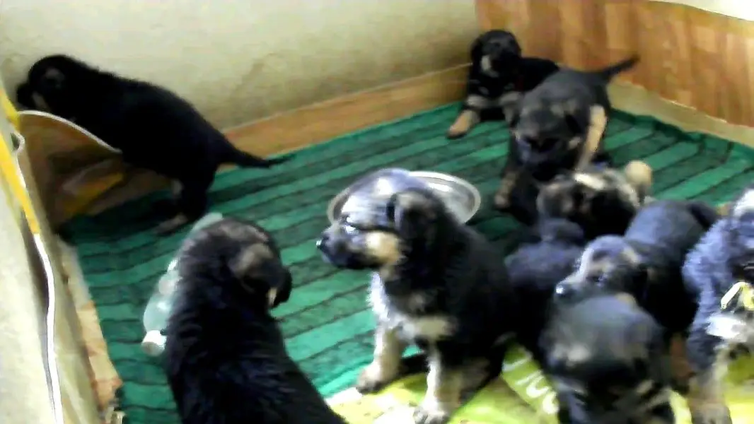GERMAN SHEPHERD PUPPIES ARE AVAILABLE FOR SALE ONLY FAMILYS — photo 10