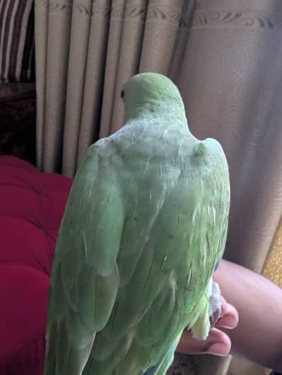 ringneck parrot 4 month