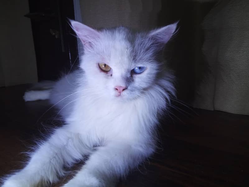 persian 0