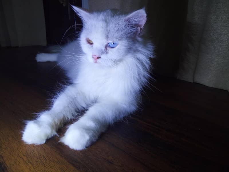 persian 1