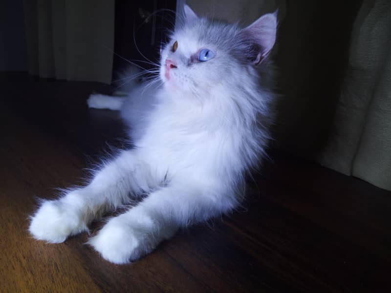 persian 2