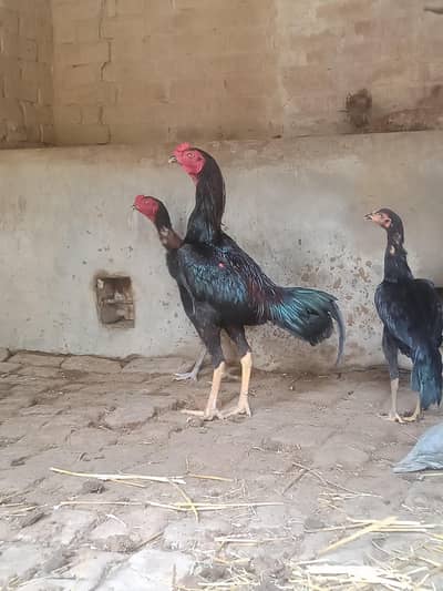jpani+pakoy