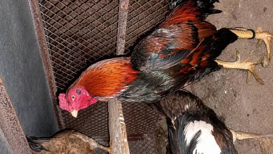 ASEEL FOR SALE PREMIER QUALITY ONLY 1 PAES 