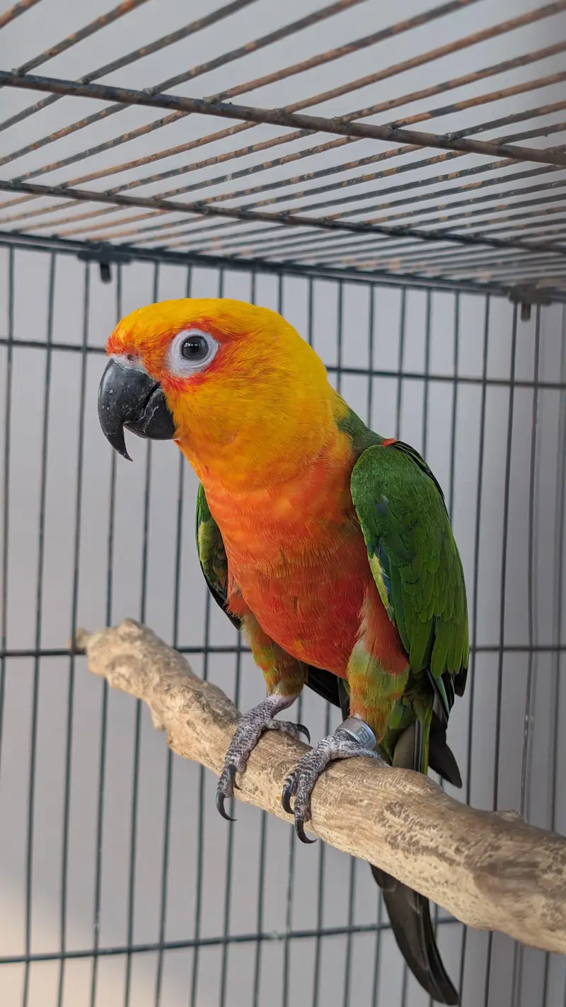 Jendaye Conure(Female) and Sun Conure (Male) For Sale — photo 2