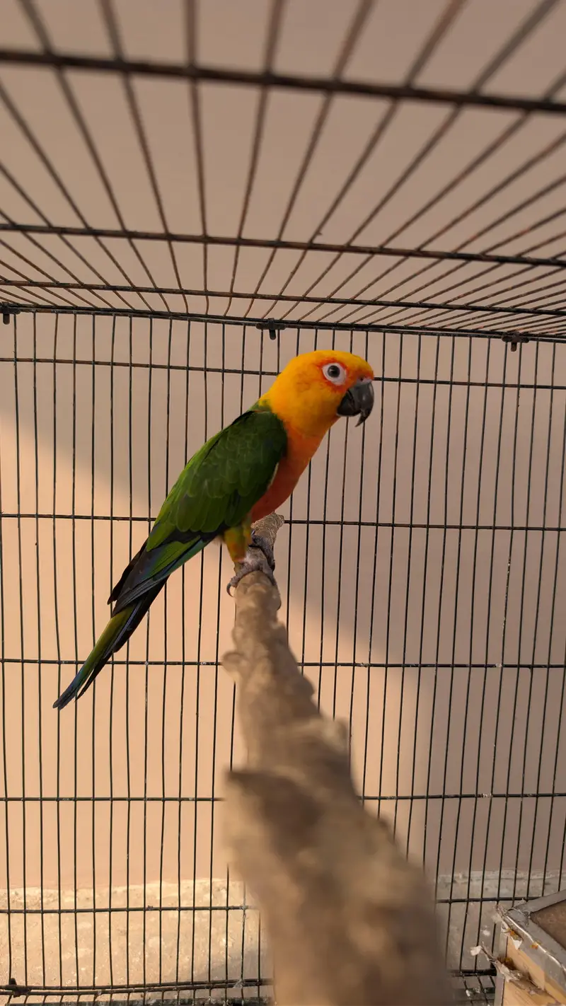 Jendaye Conure(Female) and Sun Conure (Male) For Sale — photo 3