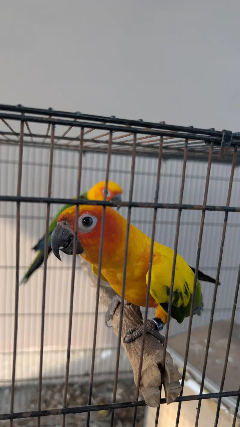 Jendaye Conure(Female) and Sun Conure (Male) For Sale — photo 4