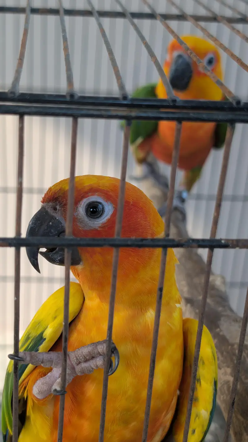 Jendaye Conure(Female) and Sun Conure (Male) For Sale — photo 5