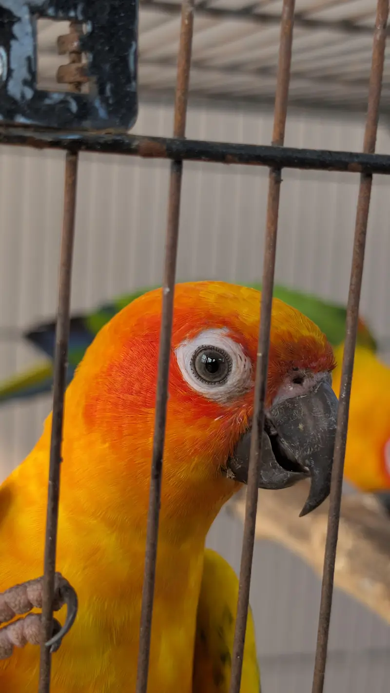 Jendaye Conure(Female) and Sun Conure (Male) For Sale — photo 6