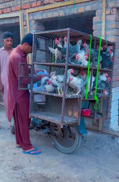 golden misri chuza murga murgia avilble 03484948552