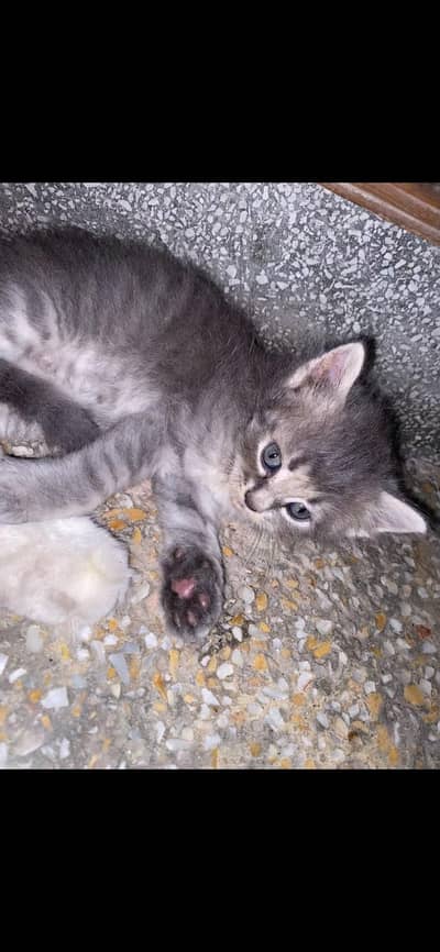 persian kitten