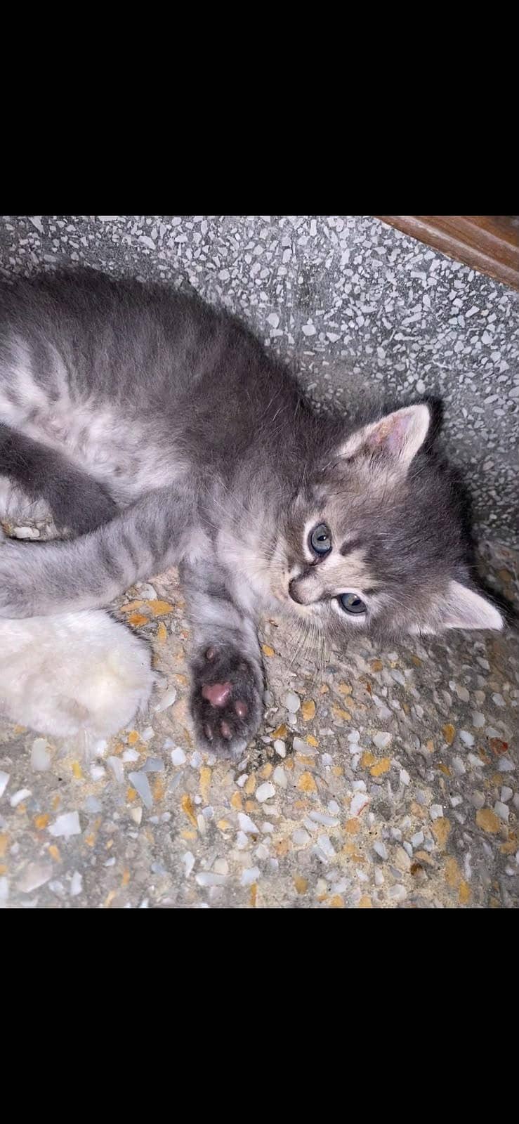 persian kitten 0