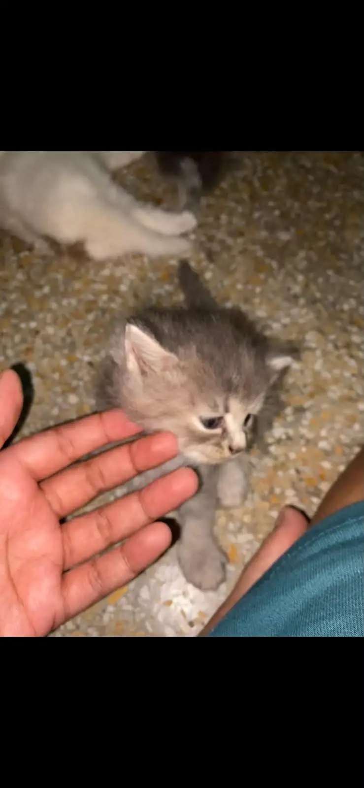 persian kitten — photo 2