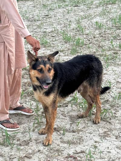 shepherd dog /for sale
