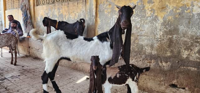 pateri Bakri full jumbo size ke andar for sale Hai Ek bacche ke sath