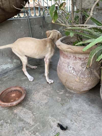 Labra pointer female family dog
