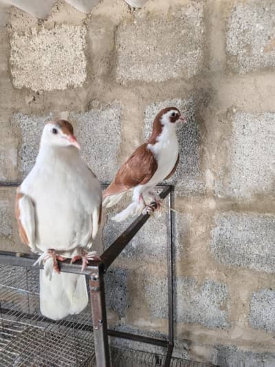 02 Sherazi Pigeon For Sale