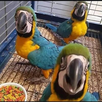 blue macaw parrot check for sale 0335/4887/932. , WhatsApp number