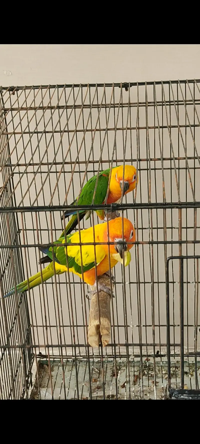 Jendaye Conure(Female) and Sun Conure (Male) For Sale