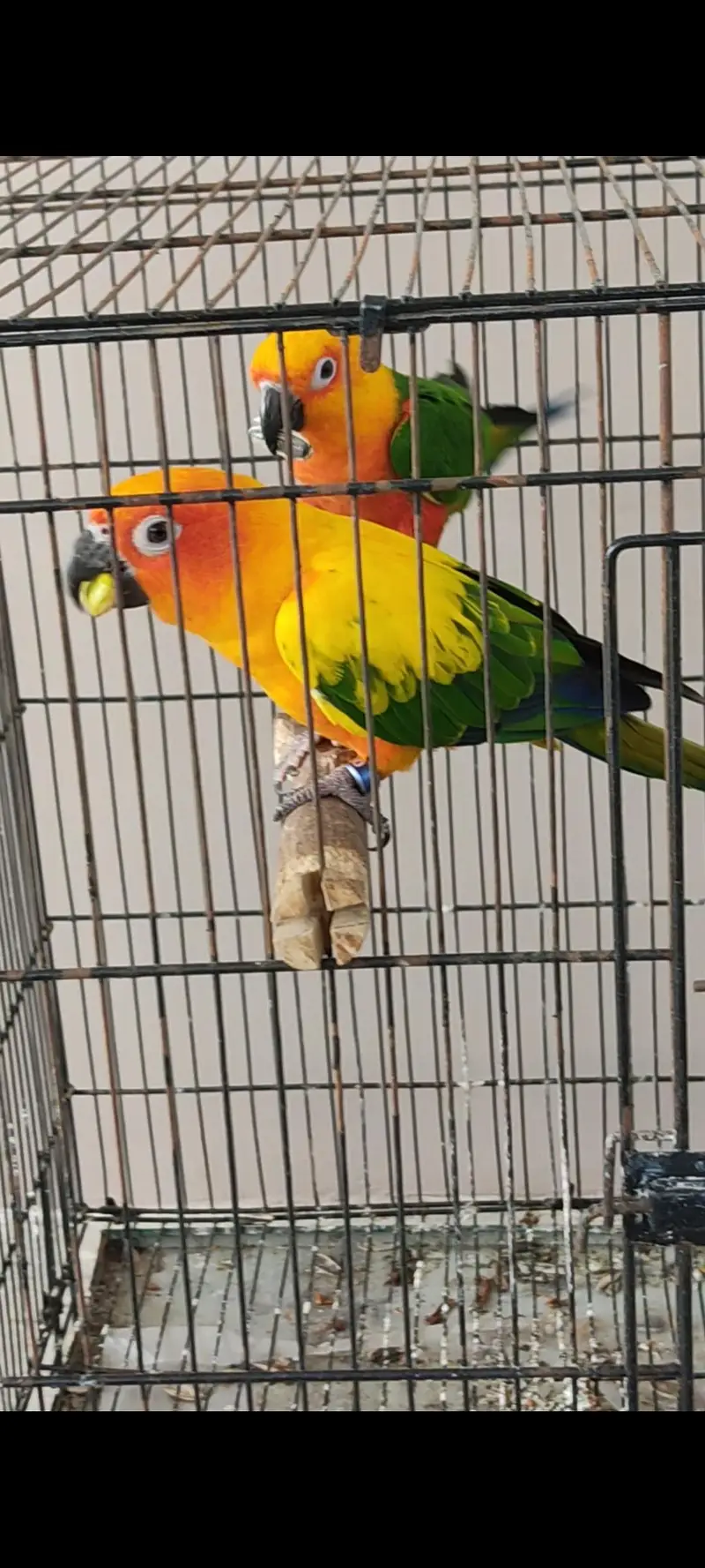 Jendaye Conure(Female) and Sun Conure (Male) For Sale — photo 7