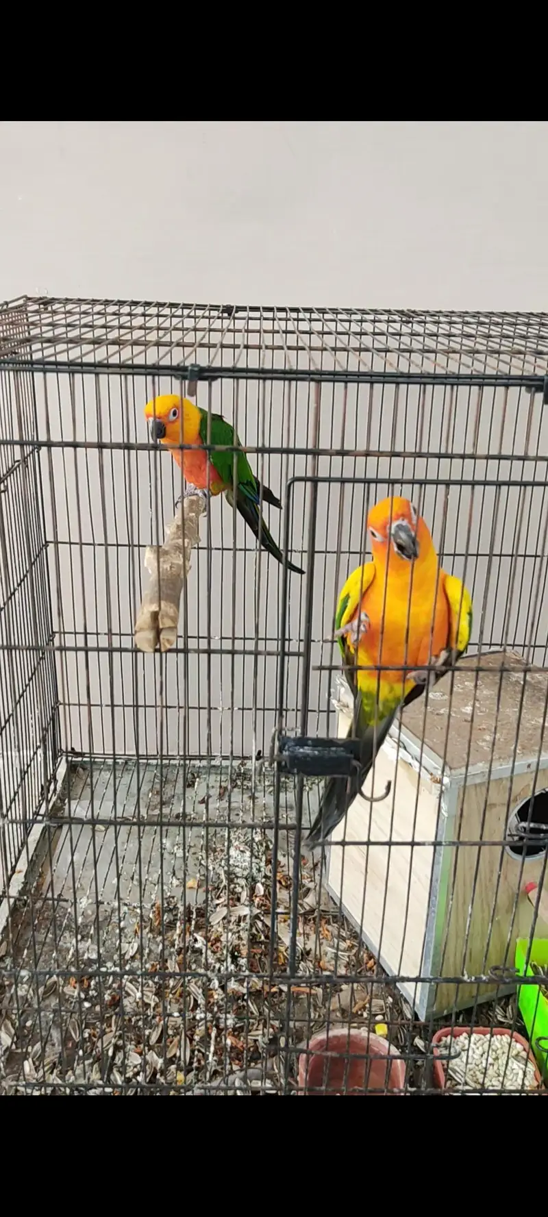 Jendaye Conure(Female) and Sun Conure (Male) For Sale — photo 8