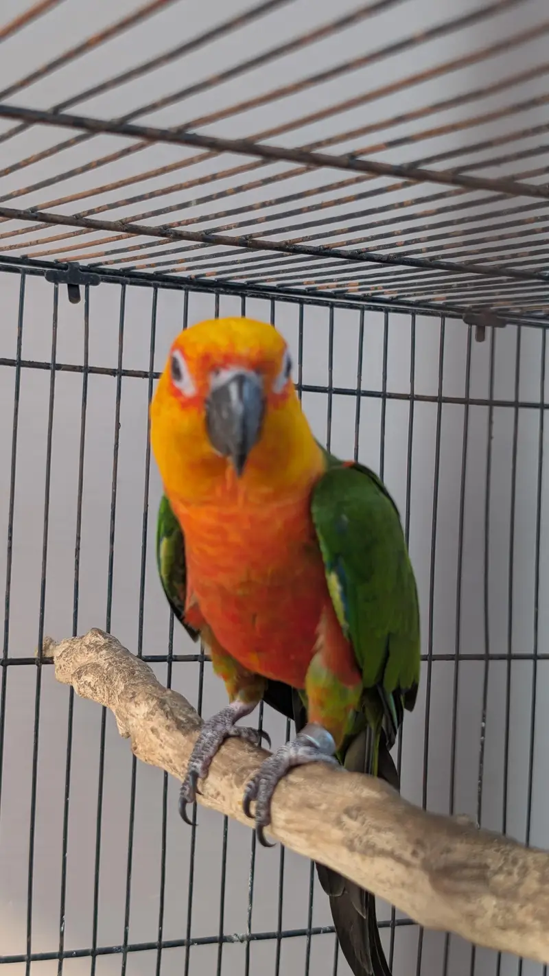 Jendaye Conure(Female) and Sun Conure (Male) For Sale — photo 9