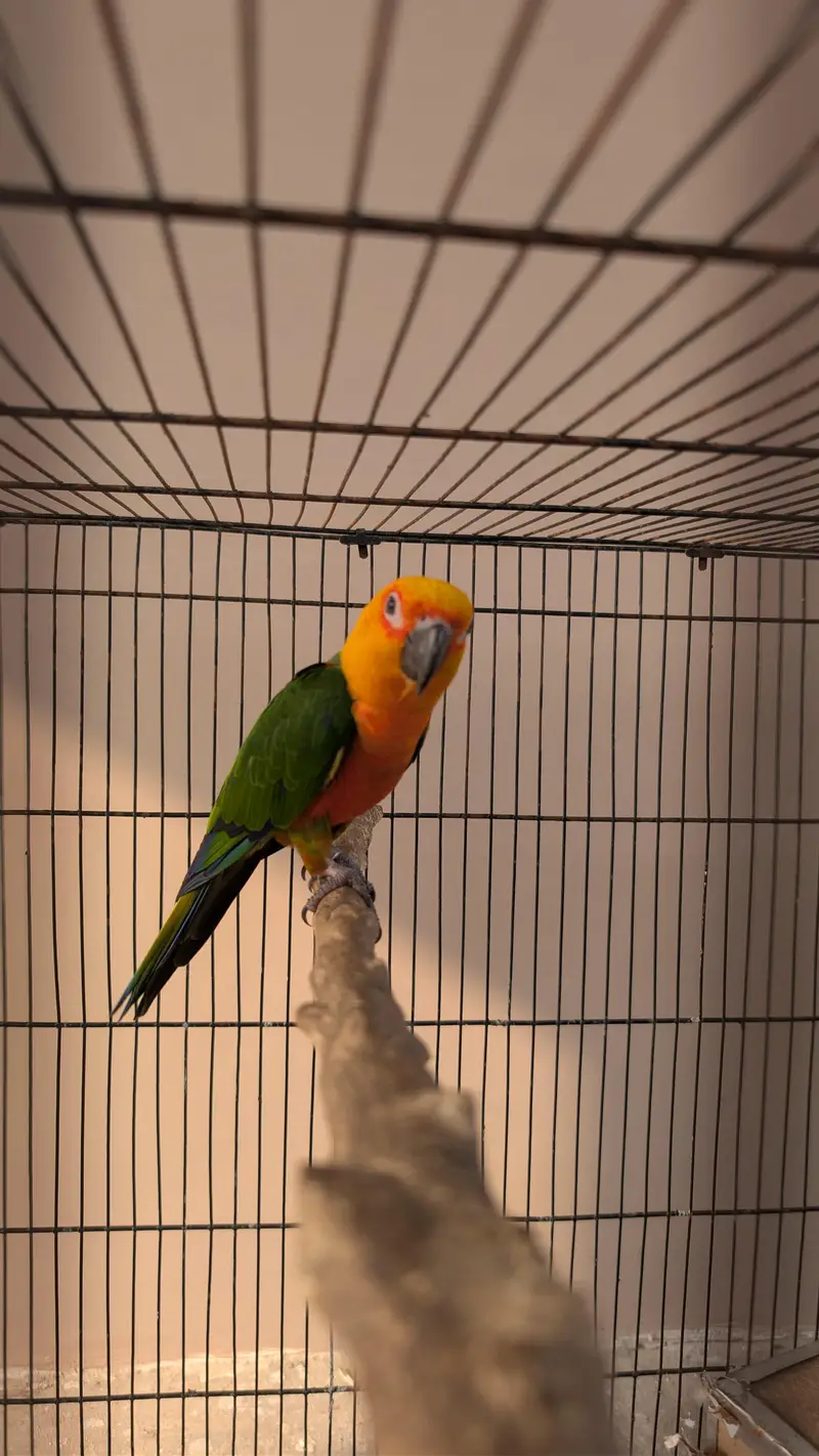 Jendaye Conure(Female) and Sun Conure (Male) For Sale — photo 10