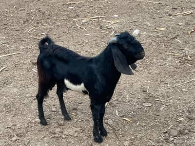 2 Male Goats For Sale In Multan.