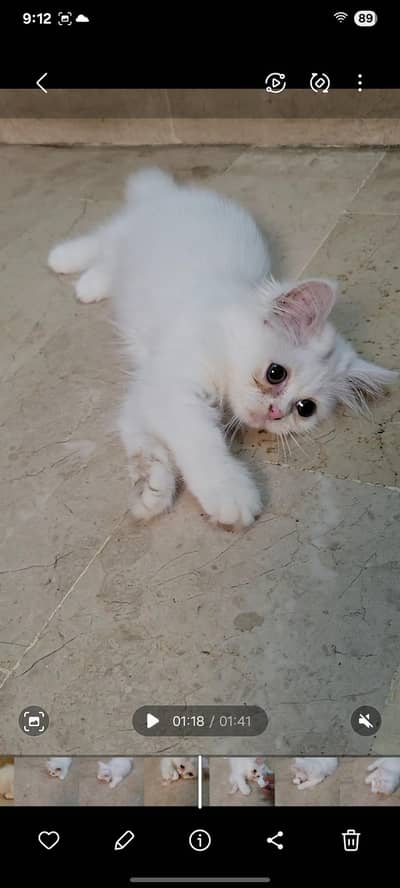 Persian punch face Female Kitten