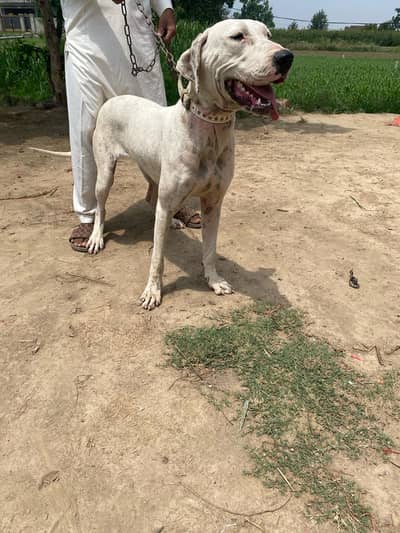 sale my bully female