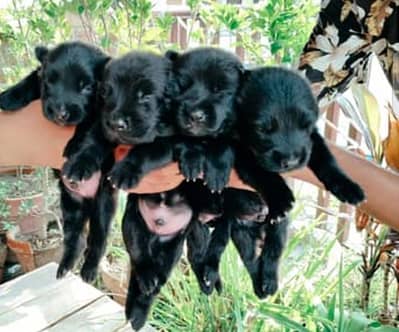 Top Quality Black German Shepherd Puppies for Sale or Exchange offer