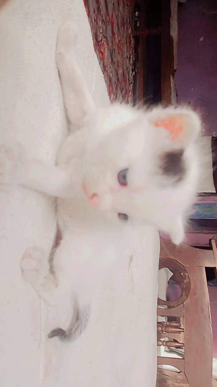 per kitten 0