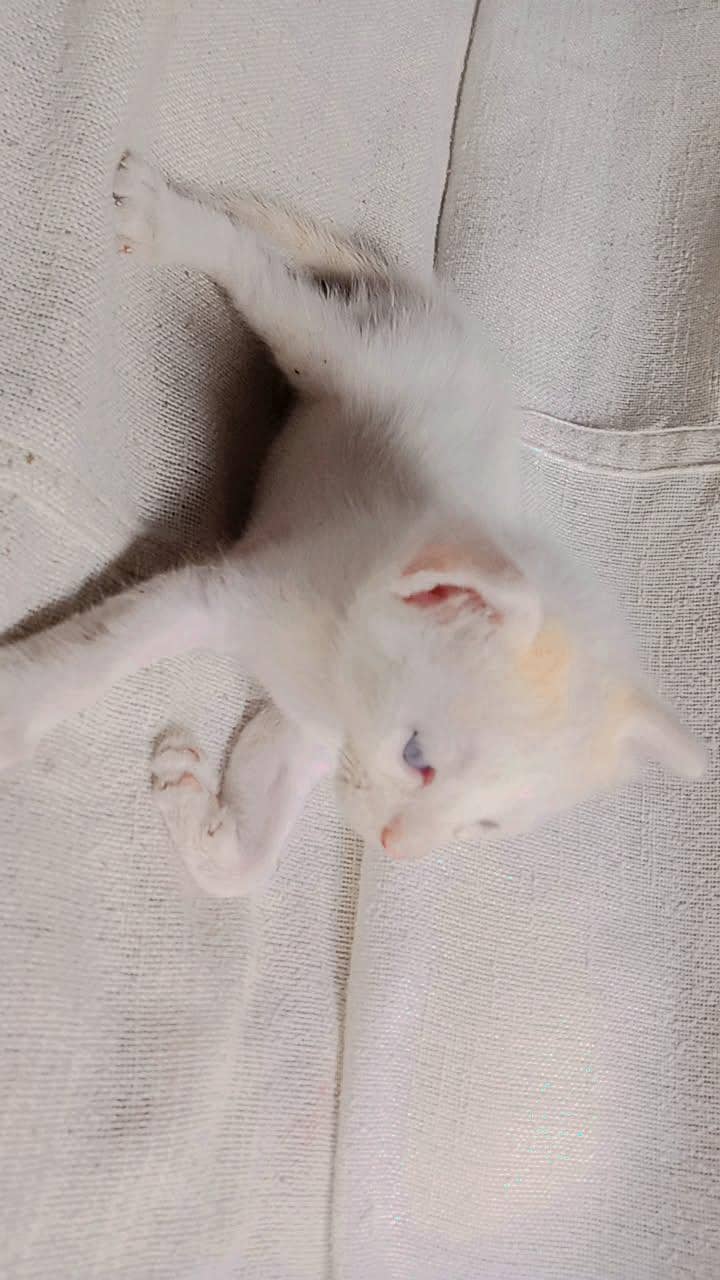 per kitten 1