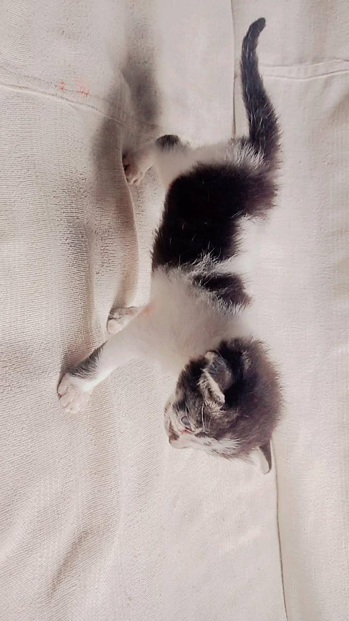per kitten 2
