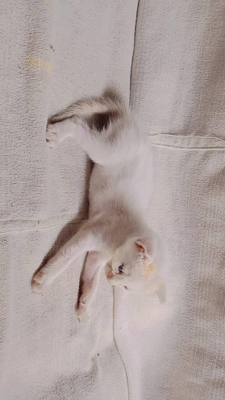 per kitten 3