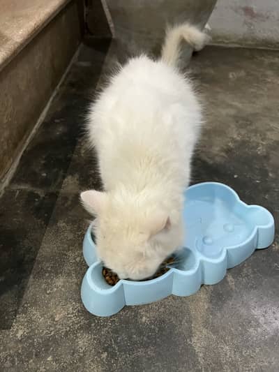 Prrsian cat with 3 kids
