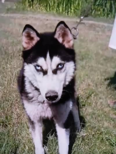 black husky