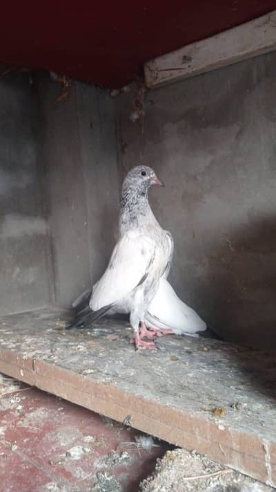 resulted walay bachay. any interested contact me 03097009102