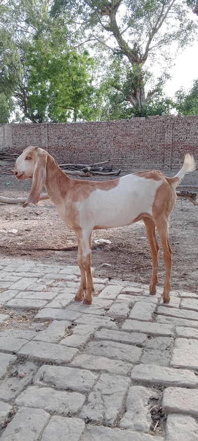 Abulack Path for sale
