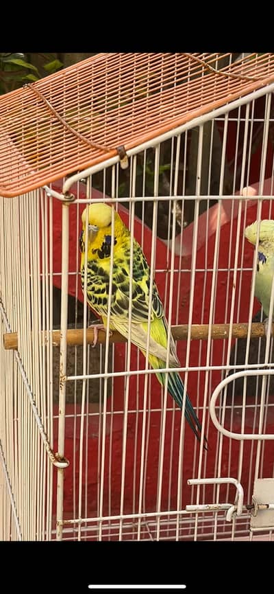 Exxibition pair  pinaple clr and  lemon clr female cargo all pakistan